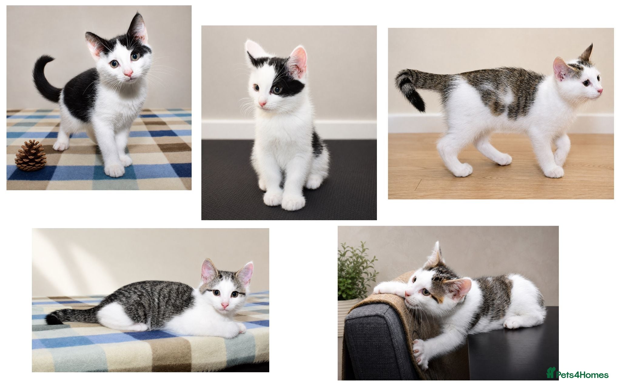 Mixed Breed cats Beautiful Home-Raised Kittens – Ready at 12 Weeks - Advert 10