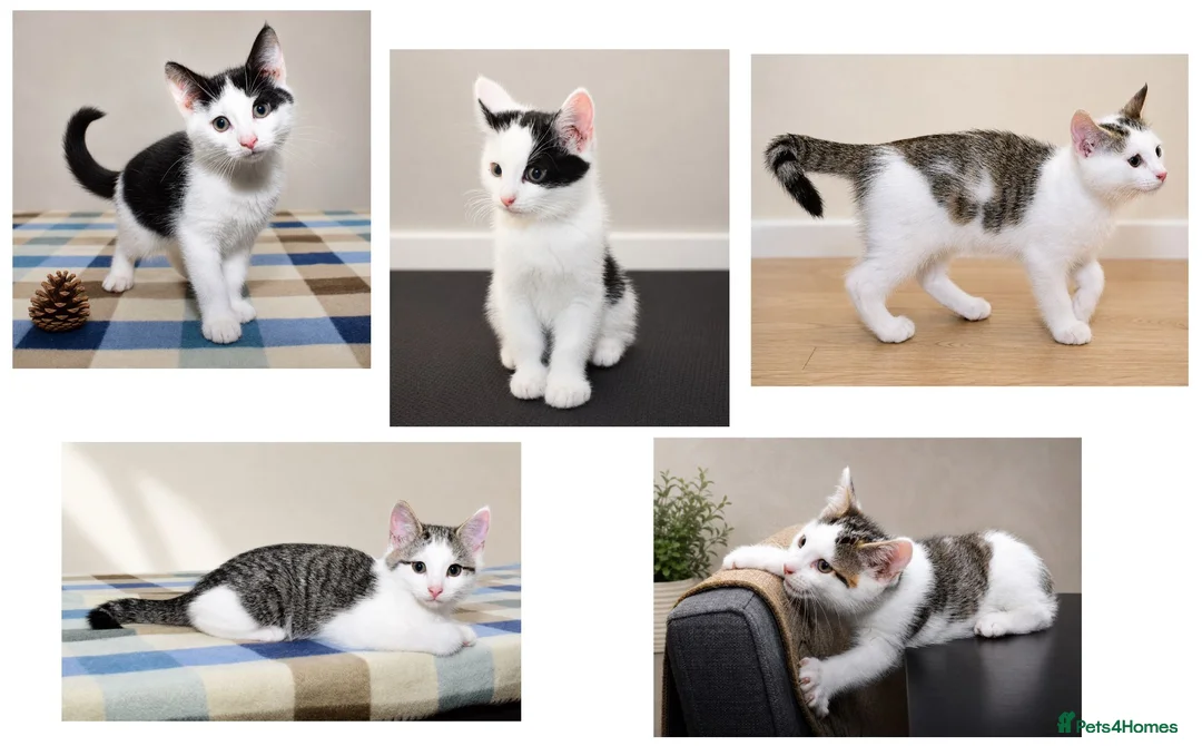 Mixed Breed cats for sale: Beautiful Home-Raised Kittens – Ready at 12 Weeks - Advert 1