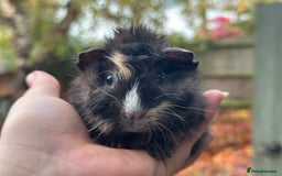 Guinea Pig rodents for sale: Baby guinea pigs - Advert 1