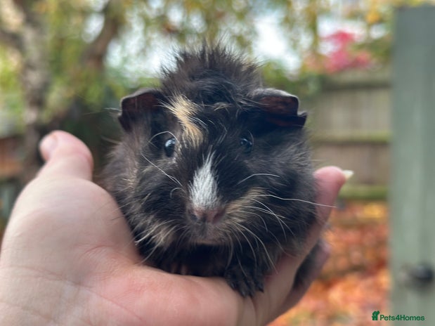 Guinea Pig rodents Baby guinea pigs - Advert 3