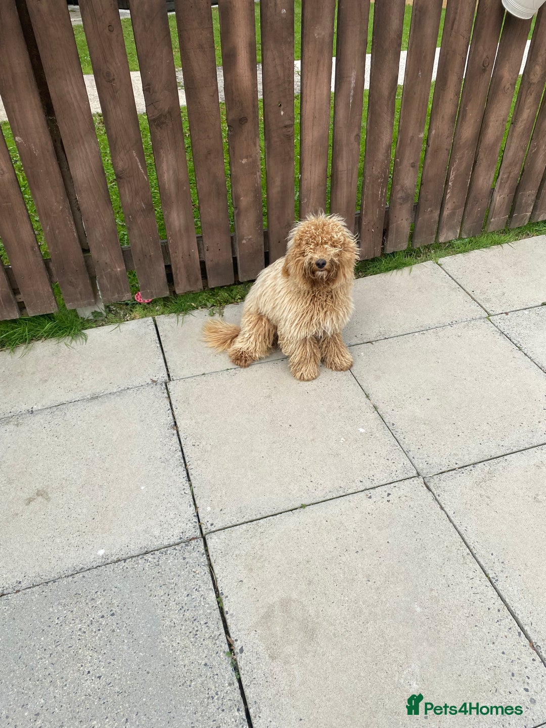 Mixed Breed dogs for sale: Labadoodle - Image 5