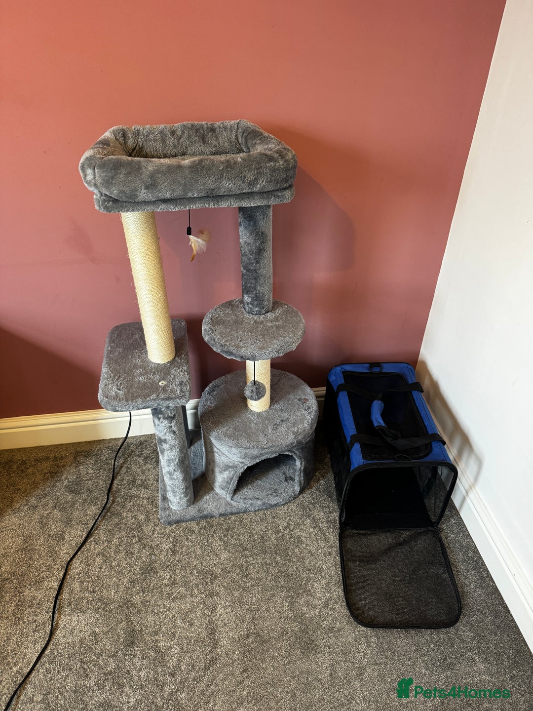 Ragdoll cats for sale: 10 weeks old Ragdoll kitten £400 - Image 12