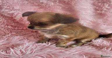 Chihuahua dogs - Advert 7