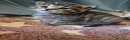 Mixed Breed cats for sale: Stunning Mixed breed kittens for sale! - Advert 17