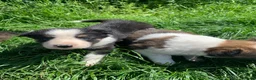 Border Collie dogs for sale: 4 gorgeous Border Collie Puppies - Advert 14