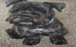 Mixed Breed dogs for sale: Shnorky - Image 1