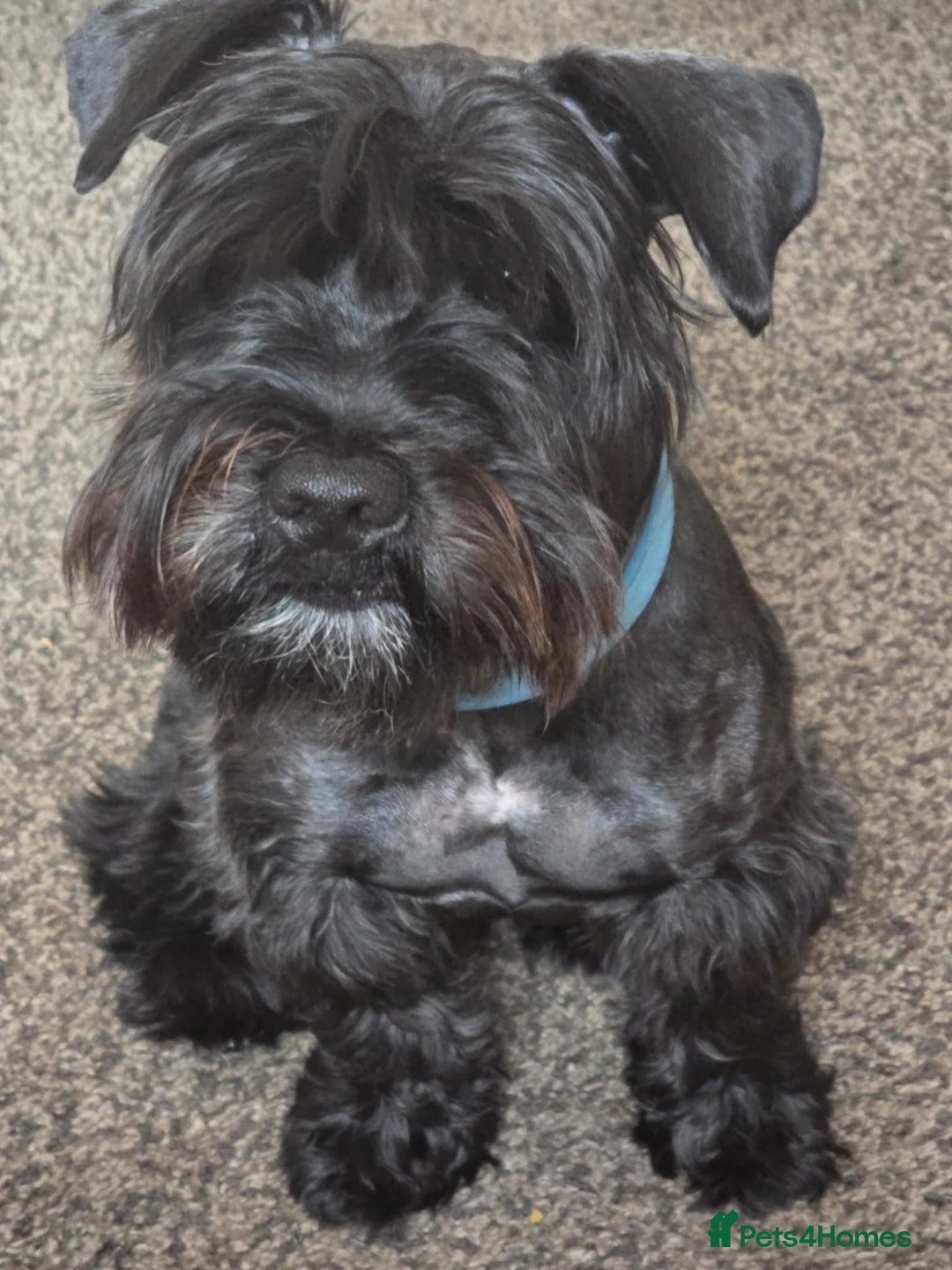 Mixed Breed dogs for sale: Shnorky - Image 1