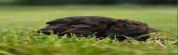 Irish Water Spaniel dogs for sale: Irish Water Spaniels  in Bishop Auckland - Advert 3