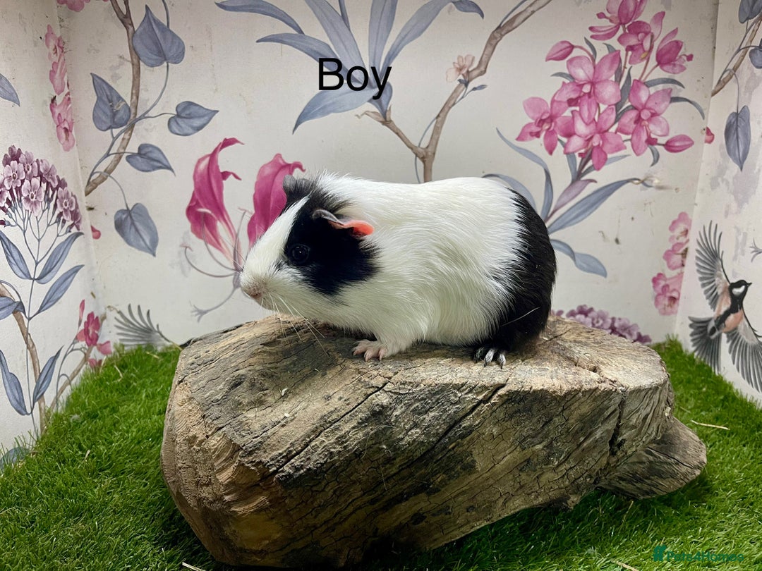 Guinea Pig rodents for sale: Female and male guinea pigs  - Advert 9