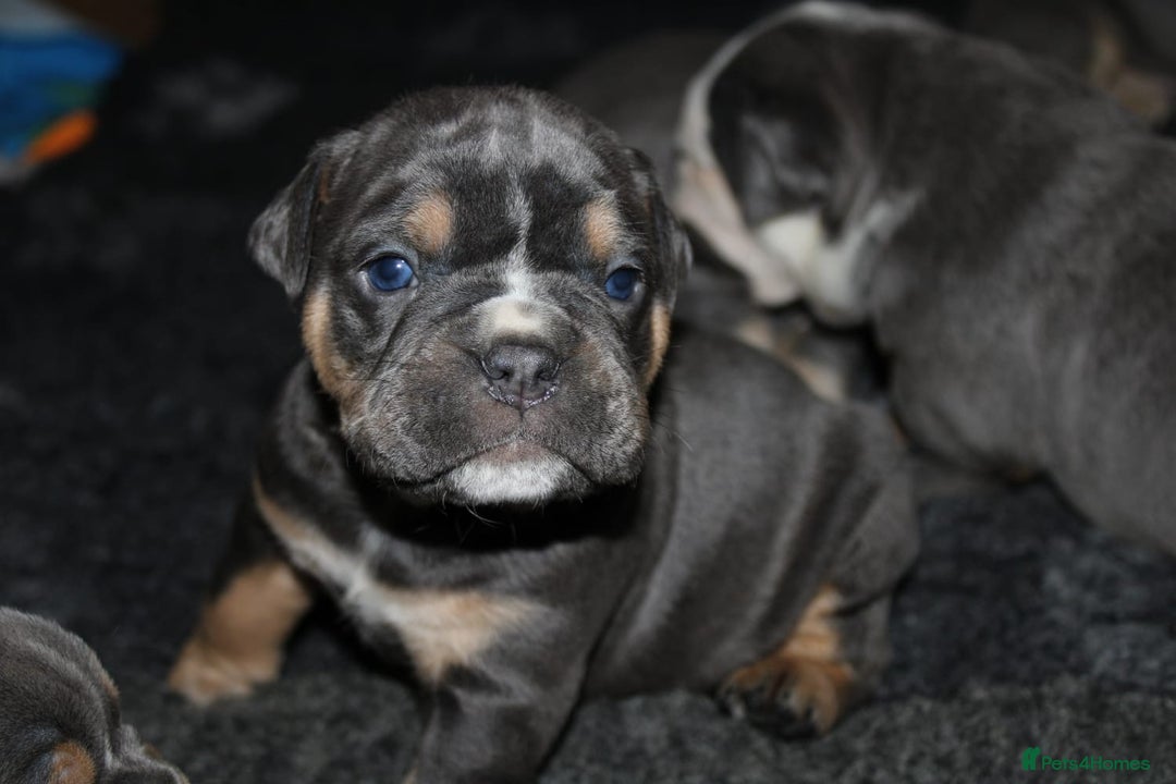 Olde English Bulldogge dogs for sale: Olde English bulldog puppies  - Advert 2