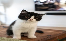 British Shorthair cats for sale: Ready this weekend, super cute BSH kittens - Image 5