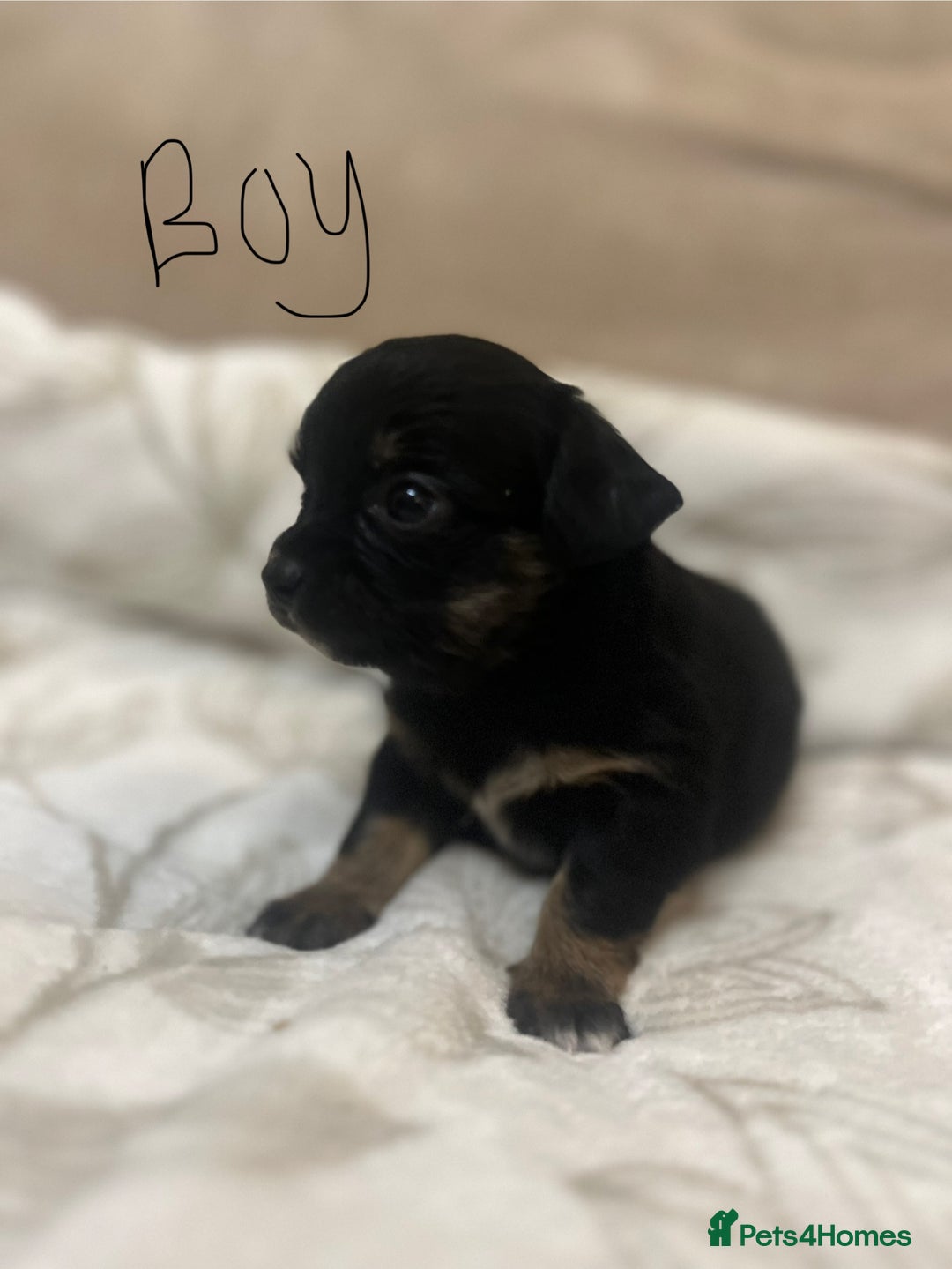 Chihuahua dogs for sale: 6 adorable chihuahuas - Image 5