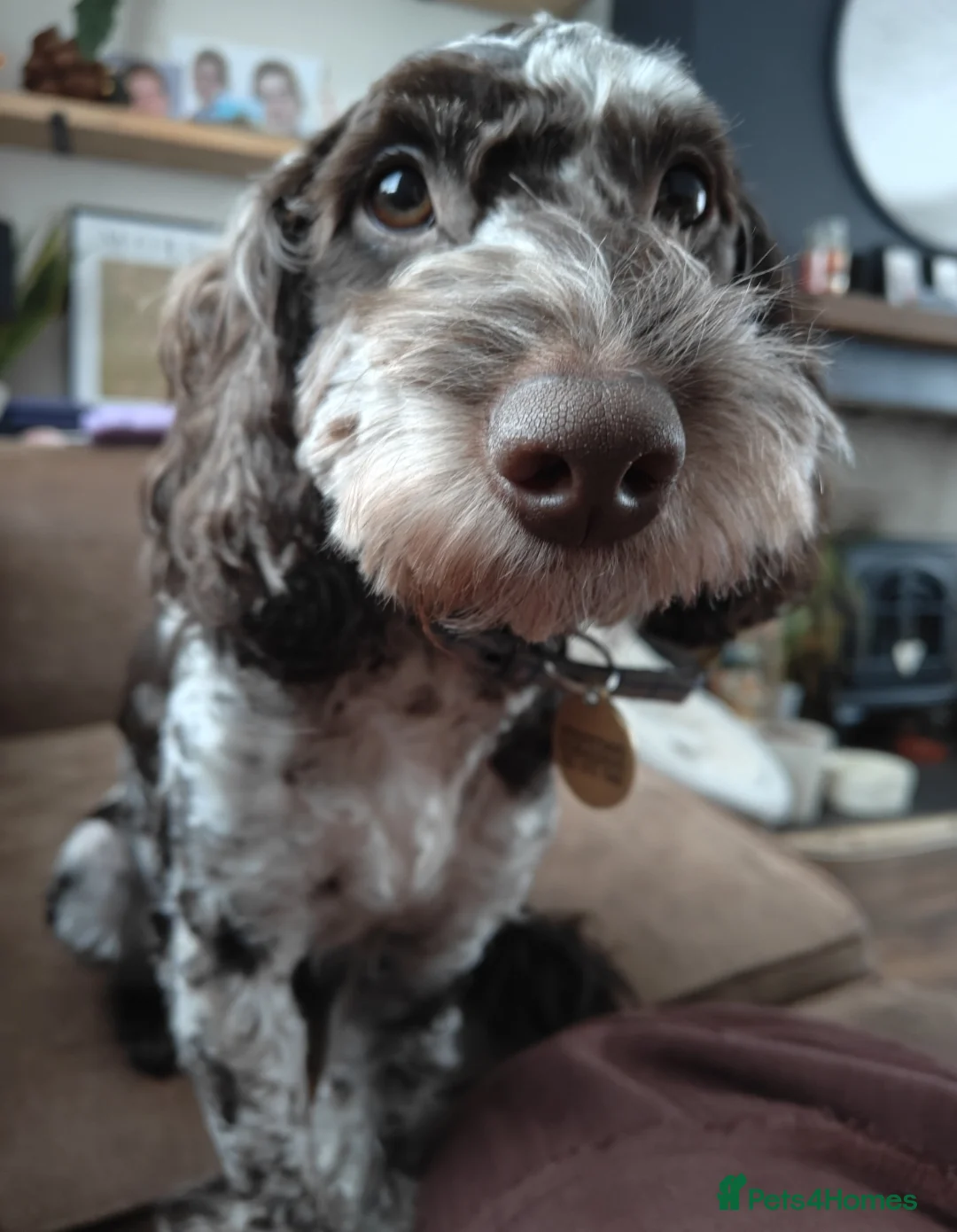 Cockapoo dogs for sale: Experienced Home Needed for Our Loving Cockapoo in Stoke-on-Trent - Advert 2