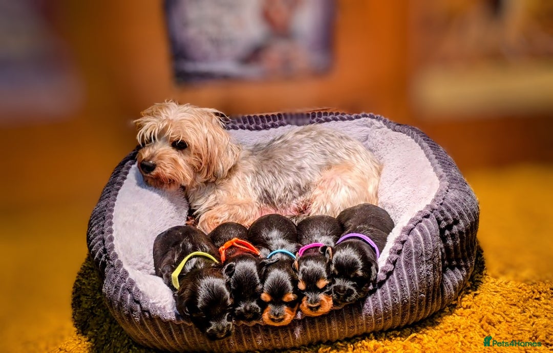 Yorkiepoo dogs for sale: GENUINE F1 YORKIEPOO PUPPIES  - Advert 6