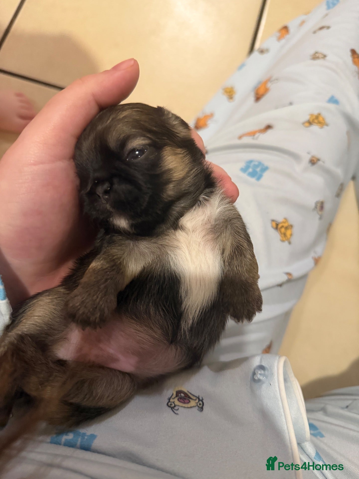 Pekingese dogs Pure Pekingese Puppies  - Advert 2