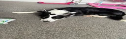 Border Collie dogs for adoption: Coco - 3 year old female  in Carlisle - Advert 2