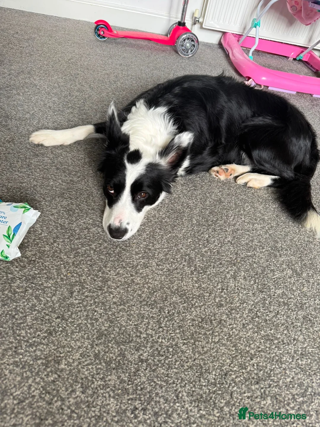 Border Collie dogs for adoption: Coco - 3 year old female  in Carlisle - Advert 2