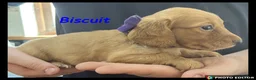 Miniature Dachshund dogs for sale: Miniature Dachshund puppies ⭐⭐ - Advert 3