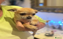 Chihuahua dogs for sale: 2 male Chihuahuas - Image 3