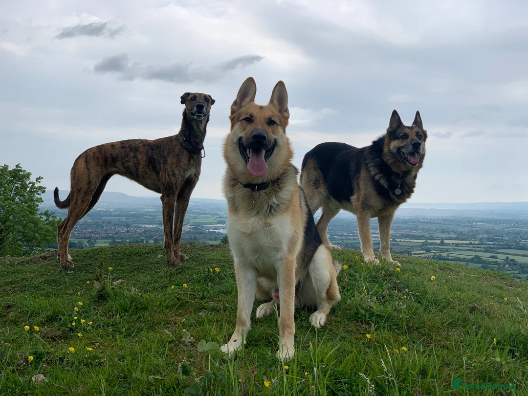 German Shepherd dogs for stud: Spectacular GSD wolfdog *for Stud only* in Dursley - Advert 28