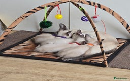 Siamese cats for sale: Four gorgeous girls - Image 18