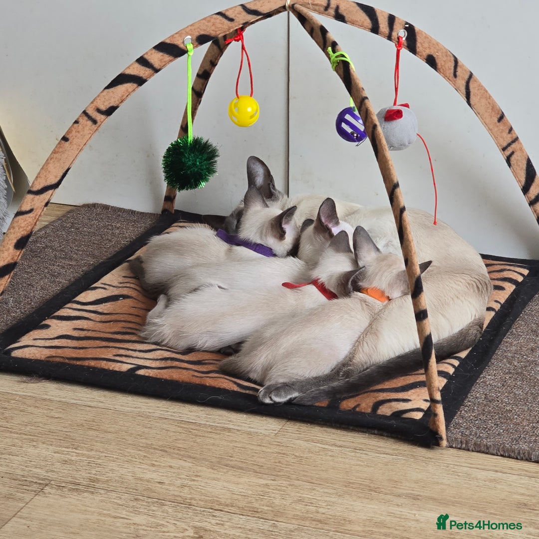 Siamese cats for sale: Four gorgeous girls - Image 18