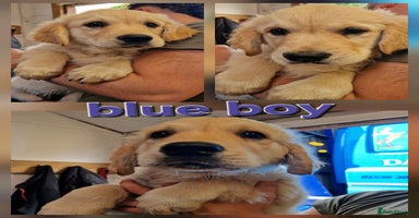 Golden Retriever dogs - Advert 2