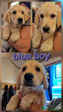 Golden Retriever dogs - Advert 4