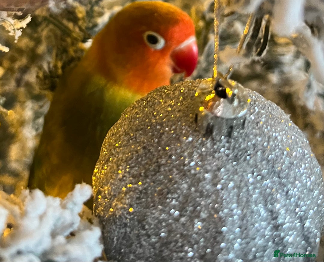 Lovebirds birds for sale: Hand reared love bird MALE  - Advert 6