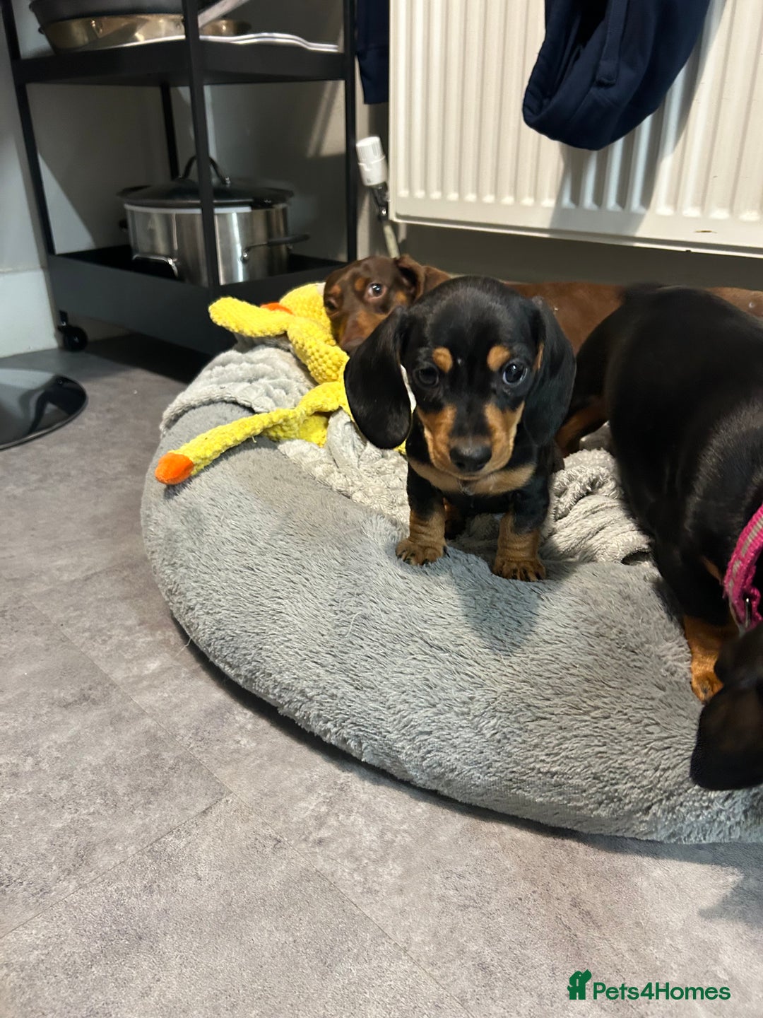 Miniature Dachshund dogs for sale: Kc reg miniature dachshund - Advert 1