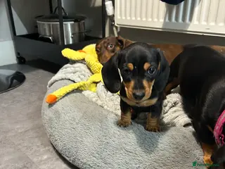 Miniature Dachshund dogs Kc reg miniature dachshund - Advert 16