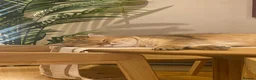 Scottish Fold cats for sale: Two Adorable Brothers Looking For Forever Home - Advert 6