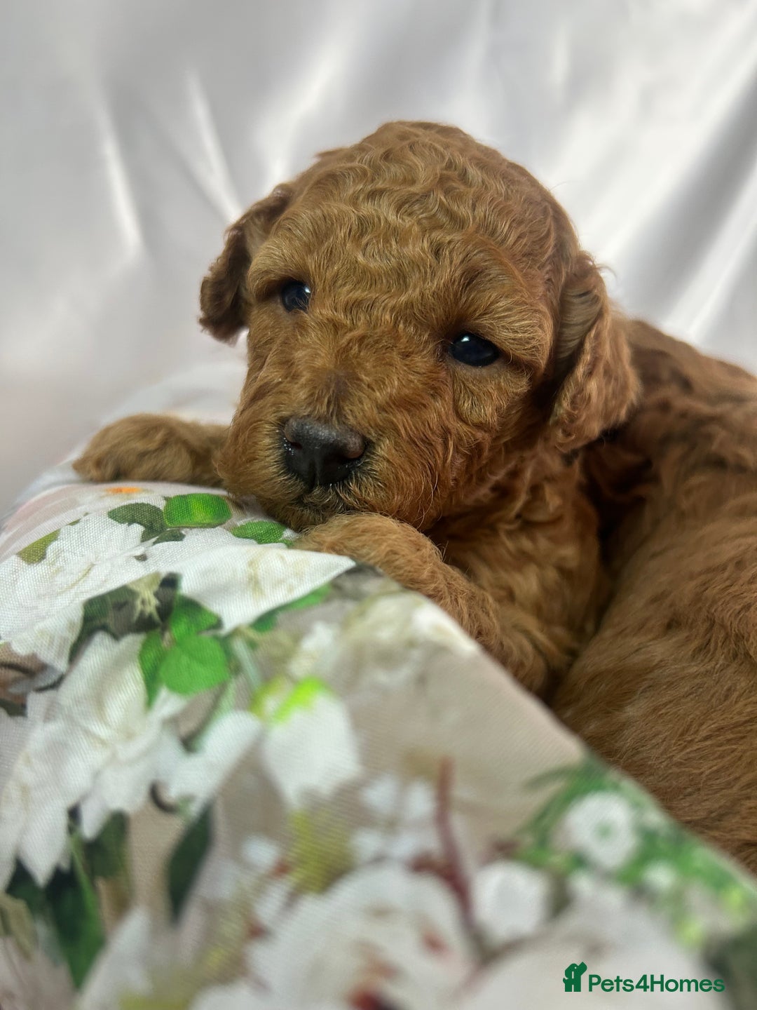 Toy Poodle dogs for sale: KC registered tiny toy poodles  - Image 4