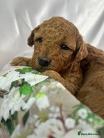 Toy Poodle dogs - Advert 13