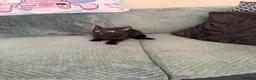 Mixed Breed cats for sale: 3 kittens ready to go to new homes  - Advert 10
