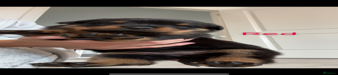Rottweiler Puppy 2 (red)