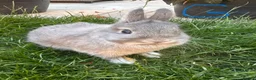 Netherland Dwarf rabbits for sale: Netherland Dwarf Rabbits For Sale - Advert 11