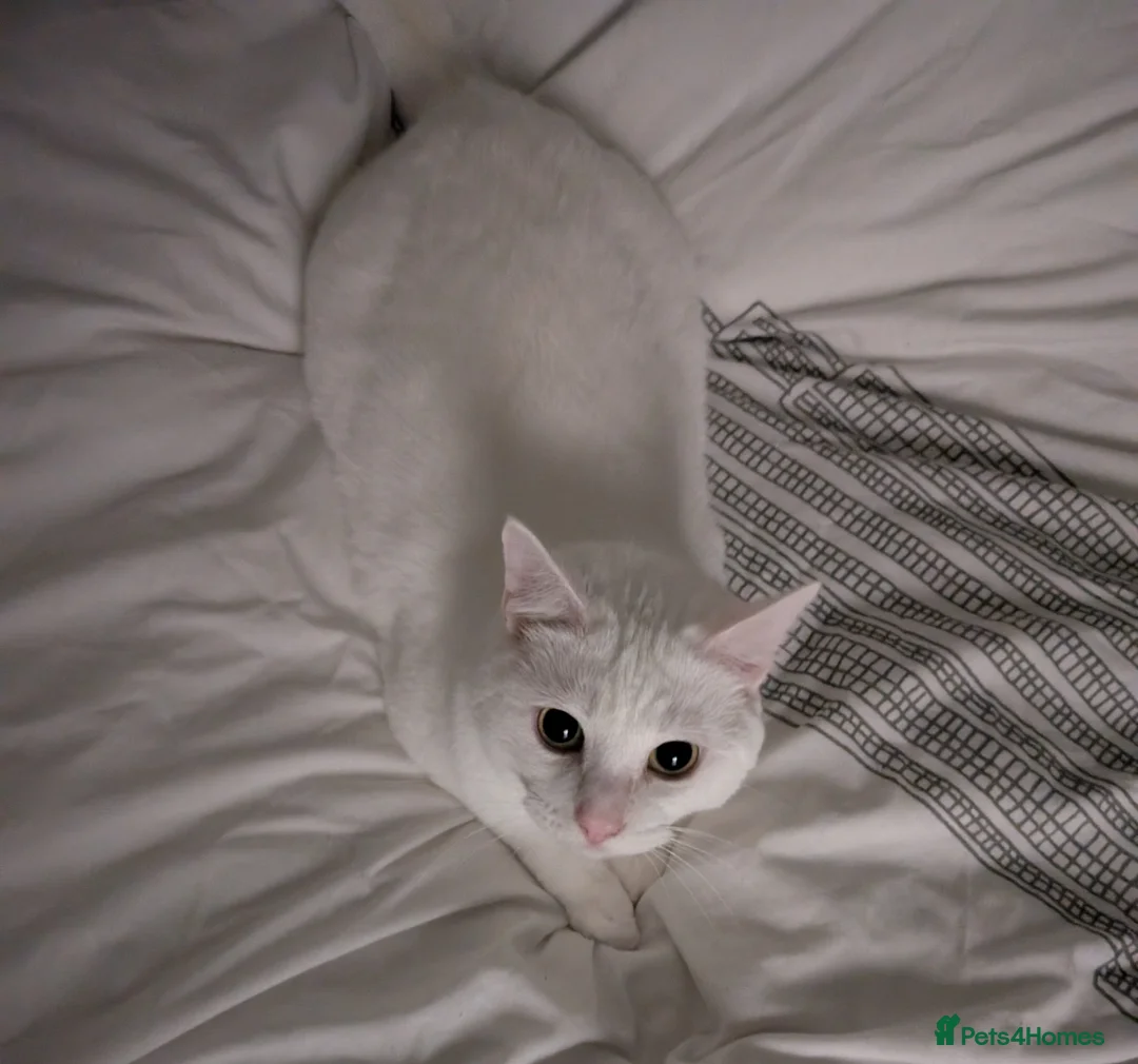 Mixed Breed cats for sale: White Male Moggie Cat Looking for a Forever Home - Advert 2