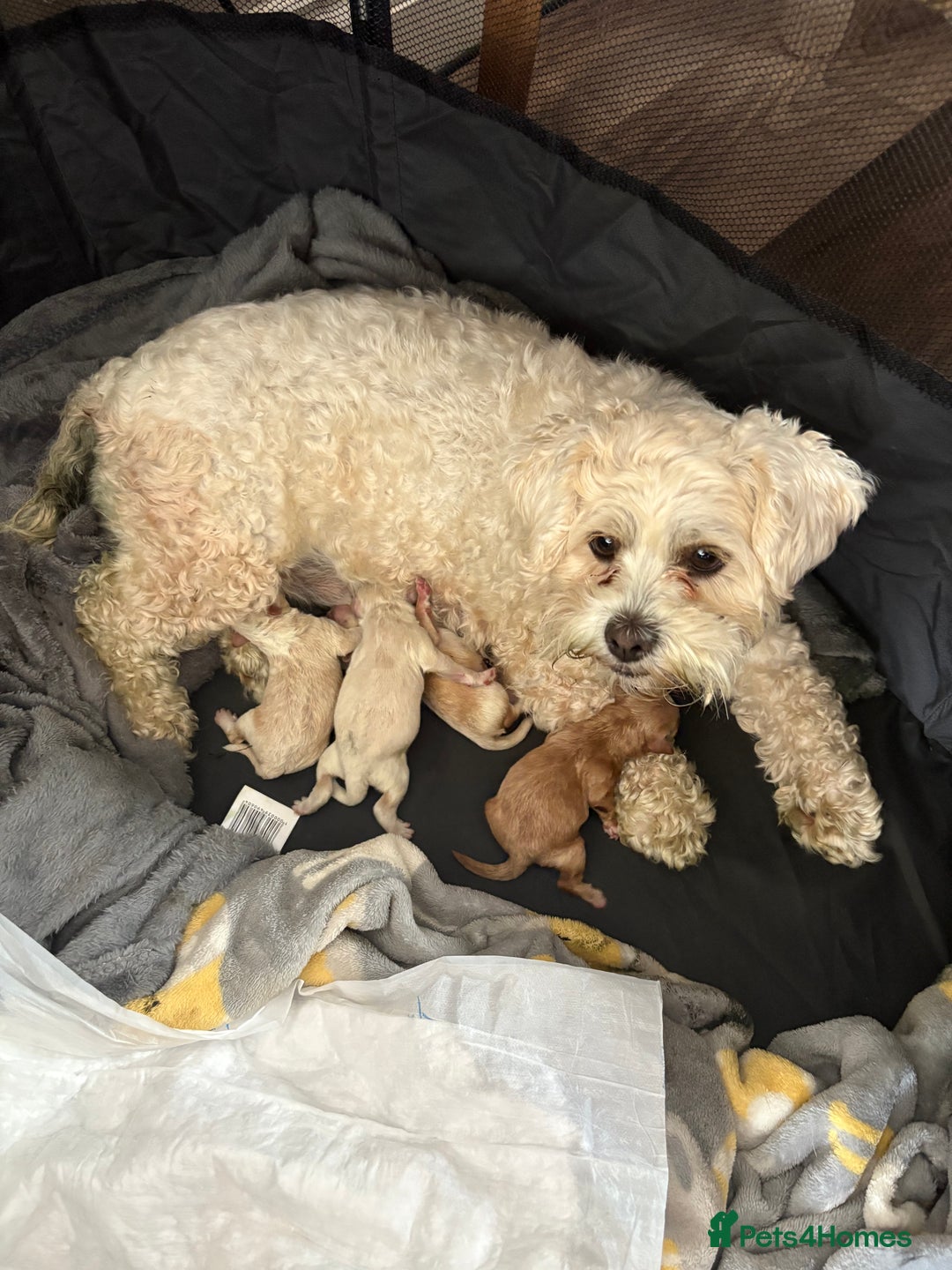 Lhasapoo dogs for sale: Lhasapoo puppies - Image 9
