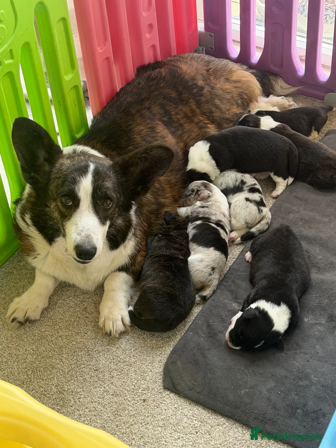 Welsh Corgi Cardigan dogs for sale: Stunning litter of Welsh cardigan corgi puppies  - Advert 2