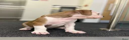 Alapaha Blue Blood Bulldog dogs for sale: Alapahabluebloodbulldog  in Gloucester - Advert 7