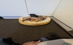 Yorkshire Terrier dogs for sale: Adorable Yorkshire terrier puppies available  - Image 28