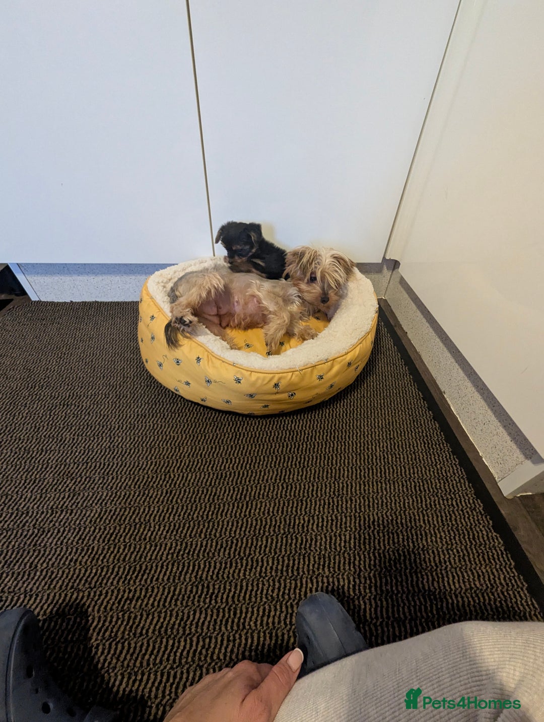 Yorkshire Terrier dogs for sale: Adorable Yorkshire terrier puppies available  - Image 28