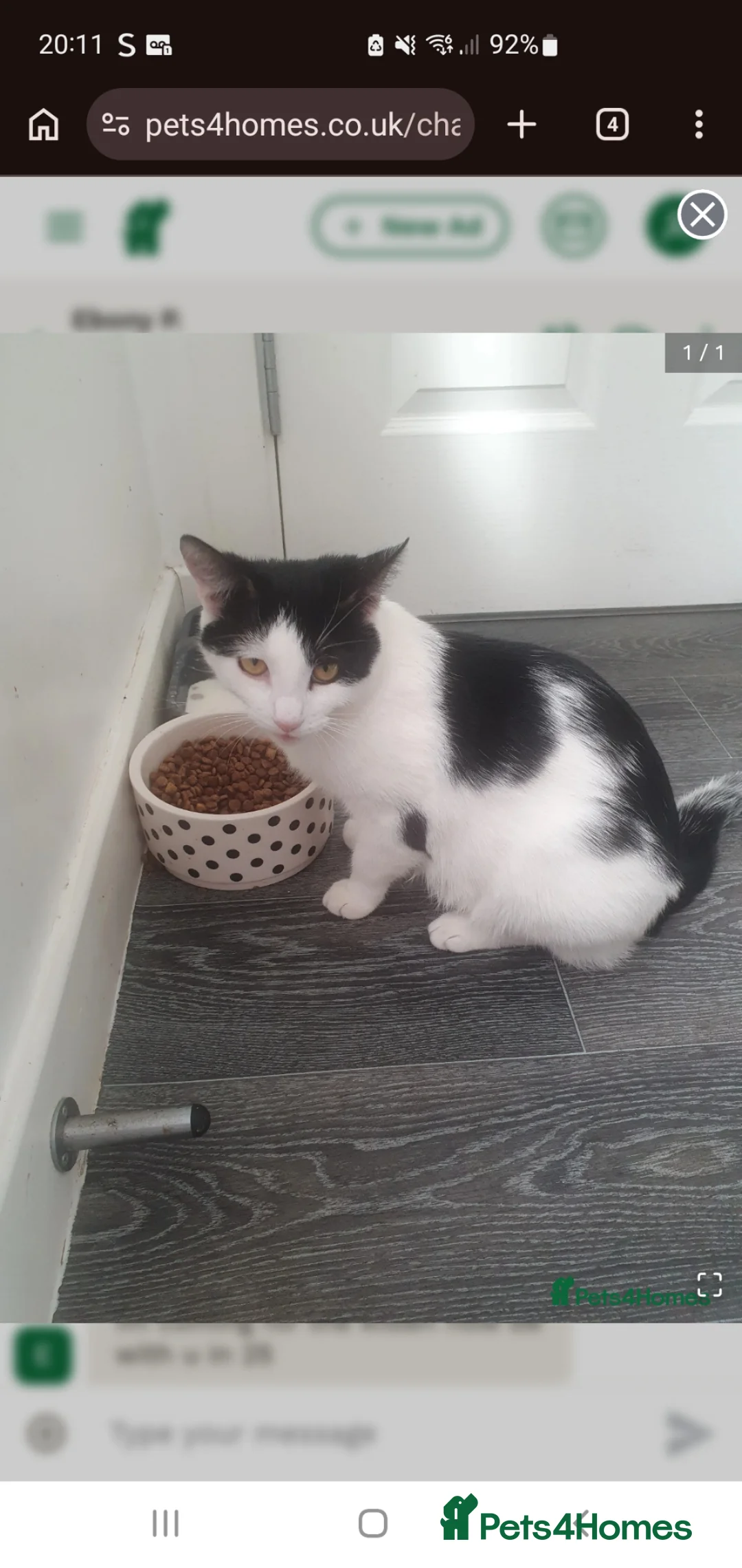 Domestic Shorthair cats for sale: Female - Advert 1