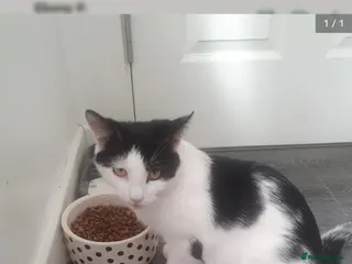 Domestic Shorthair cats Female - Advert 3