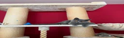 British Shorthair cats for sale: Beautiful Champion Bloodlined BSH kittens. - Advert 30