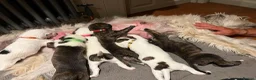 Lurcher dogs for sale: Fluffy Lurcher puppies available Sept - Advert 8