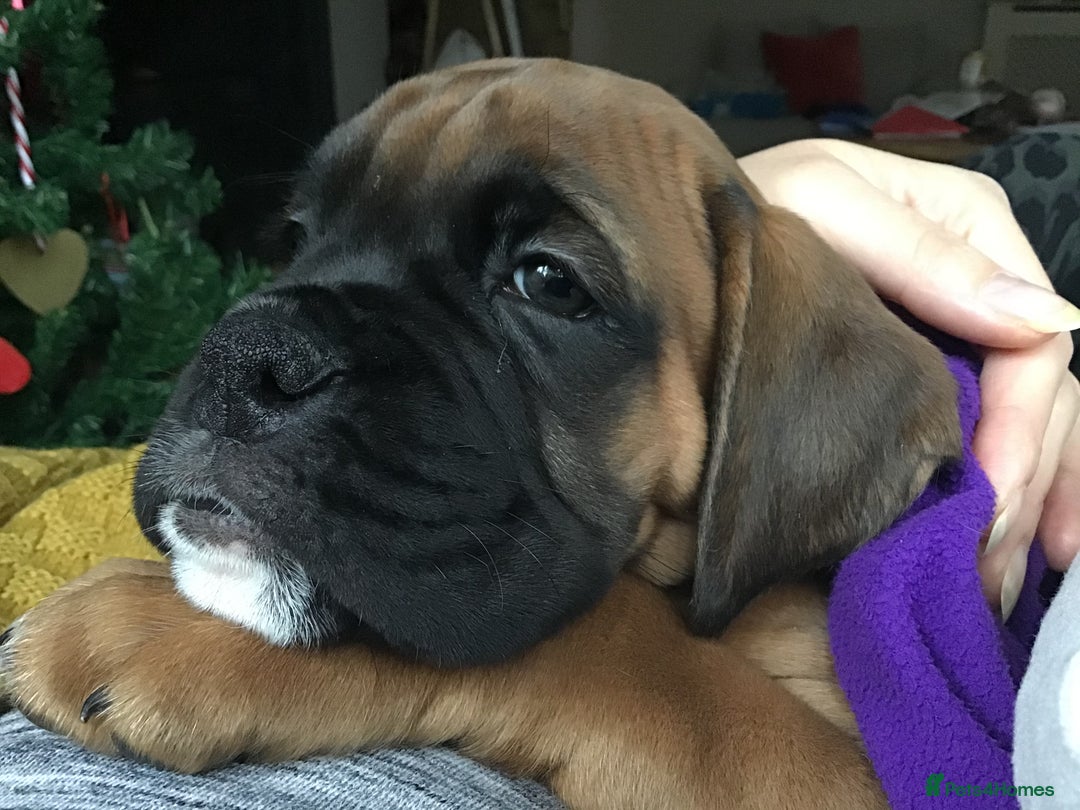 Boxer dogs for stud: KC Boxer Available for Stud | Champion Bloodlines - Image 13