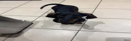 Dachshund dogs for sale: Daisy and bow  in Ipswich - Advert 4