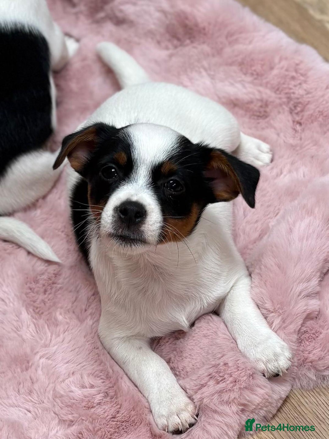 Jack Russell dogs for sale: Traditional Miniature Jack Russell Puppies! - Advert 25